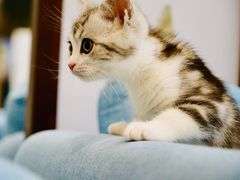 -爱妮康宠物医院·干细胞免疫细胞·肿瘤·心脏(张江店)