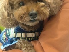 -北京派仕佳德动物医院·超导核磁·CT·神经科·骨科·内外科·急重症管理中心