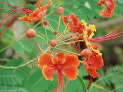 -花柏山公园