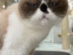 -喵园·猫主题咖啡厅·撸猫·猫咖(国贸店)