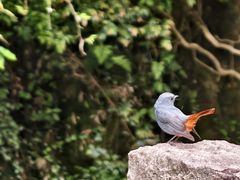 -林坑古村落