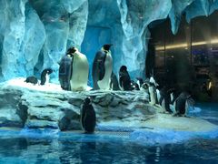 -帝企鹅自助餐厅•儿童岛•真企鹅(长隆企鹅酒店)