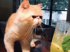 -more than meow吴止猫主题餐厅(承德 中船汇店)