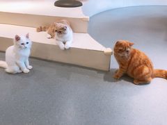 -飞行喵MR PILOT|猫舍·猫咖(静安大融城店)