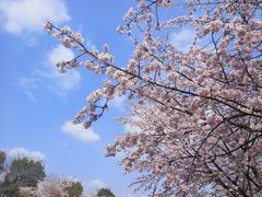 -顾村公园