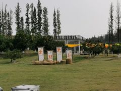 -上海长兴岛郊野公园