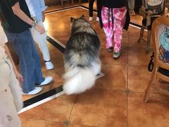 -more than meow吴止猫主题餐厅(承德 中船汇店)