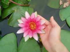 -武清南湖绿博园