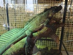 -FAIRYLAND龙族星球主题餐厅(凯丹广场店)