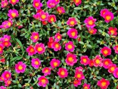 -绿韵花艺鲜花店(解放南路店)