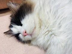 -藏猫猫咖啡主题馆(中央大道店)