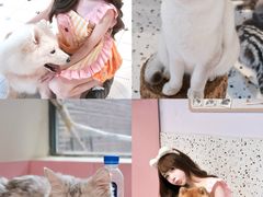 -毛绒耶耶撸宠馆·猫咖·狗咖·荷兰猪咖
