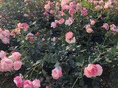 -人民公园(罗湖区)