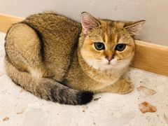 -飞行喵MR PILOT|猫舍·猫咖(静安大融城店)