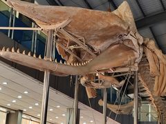 -上海海洋大学鱼文化博物馆(军工路校区)