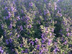 iphone_upload_pic-永定河休闲森林公园