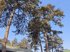 -普乐寺