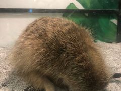 -藦茜花园宠物主题亲子互动体验馆(国顺东路店)