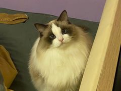 -爱诺耐芙动物医院(万博店)