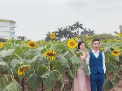 -百万葵园