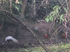 -都江堰中华大熊猫苑