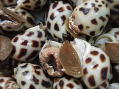 花螺-渔人码头(洛溪店)