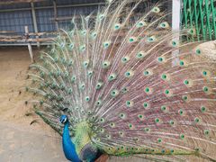 -西霞口神雕山野生动物世界