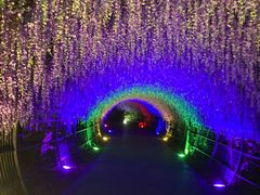 -大塘金香草谷