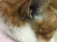 -纳吉亚猫专科动物医院博雅分院