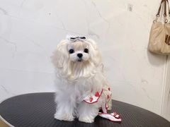 -宠爱多约克夏马尔济斯泰迪小型犬专卖