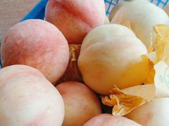 -南汇新场正宗水蜜桃采摘