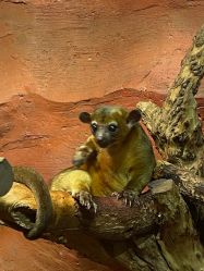 -Zoolung Zoolung动物主题公园(海信广场店)