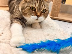 -喵园·猫主题咖啡厅·撸猫·猫咖(国贸店)