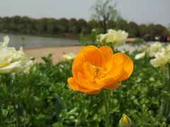 -上海鲜花港