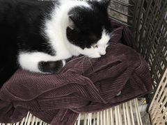 -喵屿·大理花园猫咖