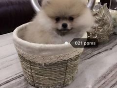 -宠颐生维康宠物医院(金丰店)
