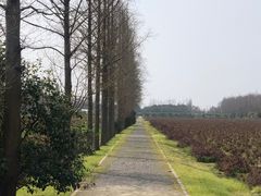 -上海长兴岛郊野公园