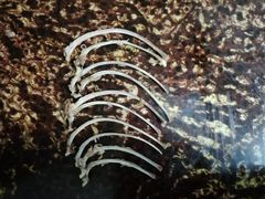 -春明狗肉馆(经开一区店)