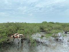-北海金海湾红树林生态旅游区