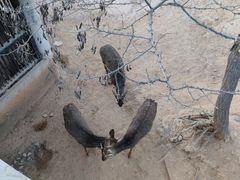 -石家庄市动物园