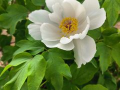 -洛阳市隋唐城遗址植物园