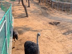 -西霞口神雕山野生动物世界