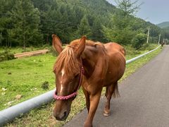 -苏木山森林公园