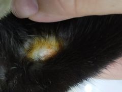 -1013 PET SHOP 宠物商店(近铁城市广场店)