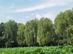 -四川大学(望江校区)