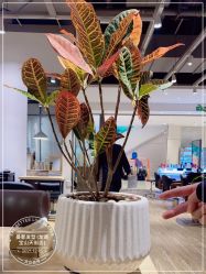 -Mentor Hair Salon