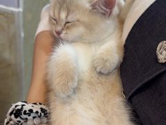 -宠爱国际动物医院·消化内科·心肾内科·ISFM猫友好(望京店)