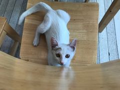 猫咪-猫的天空之城概念书店(杭州南宋御街店)