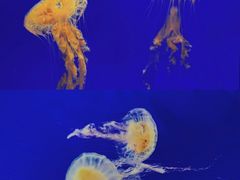 -上海海洋水族馆