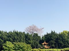 -嘉定紫藤园